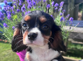 Gorgeous Cavalier Puppies -Now Ready