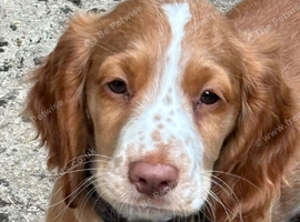 Cocker spaniel boy