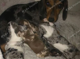 Miniature Dachshund Puppies
