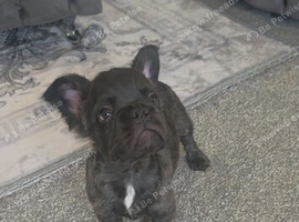 Fluffy frenchie puppy