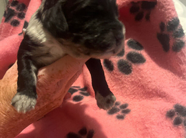 Cockapoo puppies