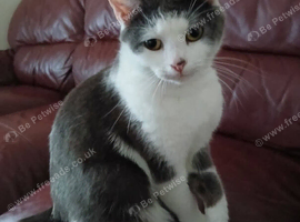 Beautiful cat