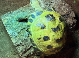 Horse field tortoise for sale