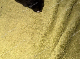 3 kittens