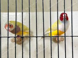 Gouldian Finch