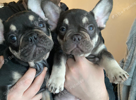 2 French bulldogs for sale