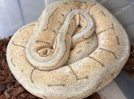 Royal python