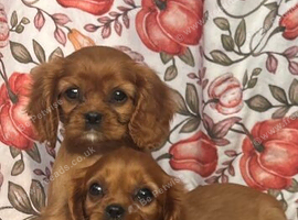 Cavalier King Charles spaniel puppies