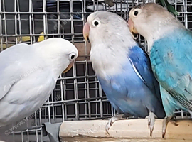 Young Lovebirds available