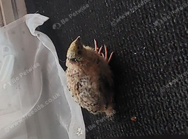 Male quail, 4 weeks old.