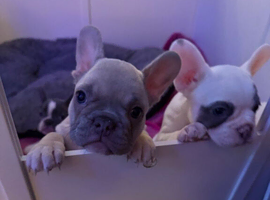 French Bulldog puppies for loving homes description