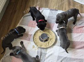 10 Cane corso puppies