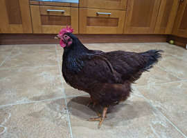Collected/Sold! Free Hens & Food/Crates too a good home