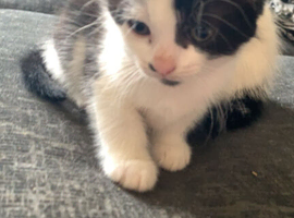 4 kittens needing good homes