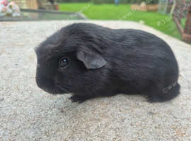Young guinea pigs