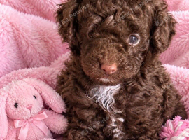Stunning pure bred toy poodie pups