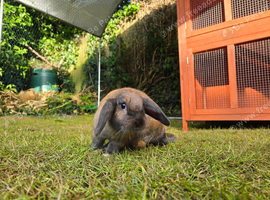 Mini lop female