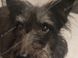 Collie whippet