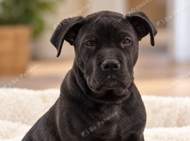 Beautiful Female Cane Corso Puppy Looking for a Loving Home