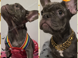 French Bulldog puppies