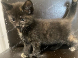 Kittens