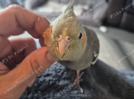 Baby cockatiels