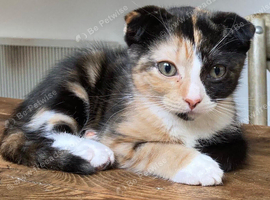 Beautiful Scottish Folds and Scottish Straights