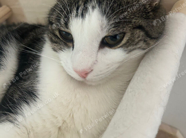 Calm Male Adult Cat