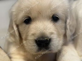 9 beautiful golden retriever puppies