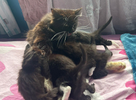 Cat litter of 6