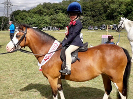 12h Section A, lead rein pony, 12yr old