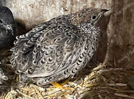 Chinese painted quails
