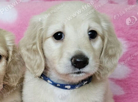 Cream long haired minis  READY NOW
