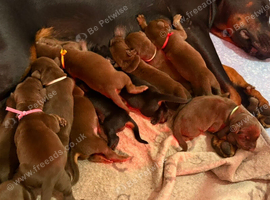 EuropeanDobermanPuppies