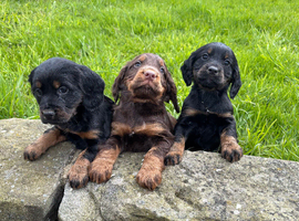 Ready Now Tri Coloured Cocker Spaniels