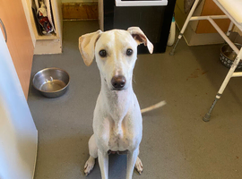 2 female girls greyhound x sulki