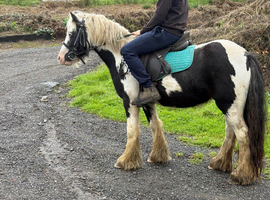 12.3  piebald mare