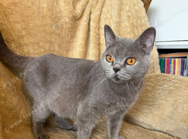 Beautiful British Shorthair Queen &ndash; Paris
