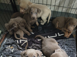 Silver Labrador puppies