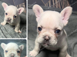 French bulldog