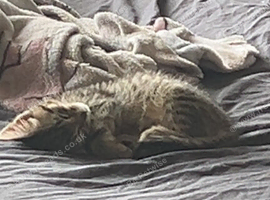 Lovely female kitten for sale