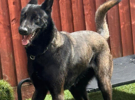 Female Belgain Malinois