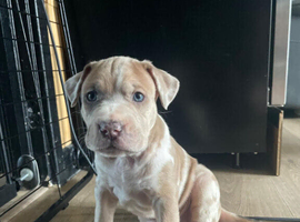 Mastiff x Chunky Rare colours