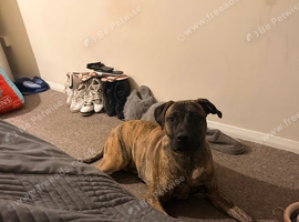 Rehoming my 1 year old male Presa cross staff