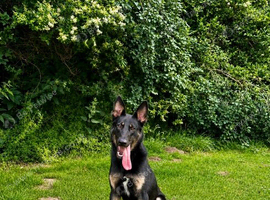Male German Shepherd