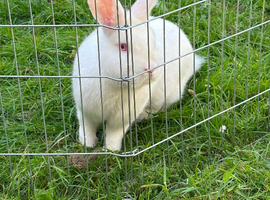 Male rabbit looking for a forever home