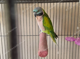 Derbyan parrot