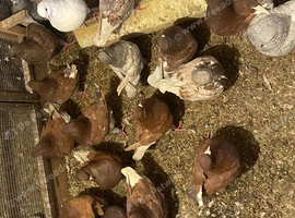 King Pigeons for Sale
