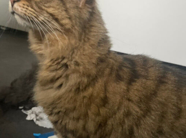 Large Breed American Domestic cats