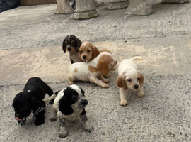 Cocker spaniel puppies